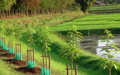 Výsadba stromů a další ekologická opatření s MASkou